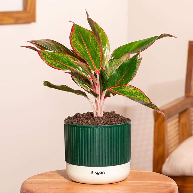 Kyari Aglaonema Lipstick Plant (Self-Watering Pot)